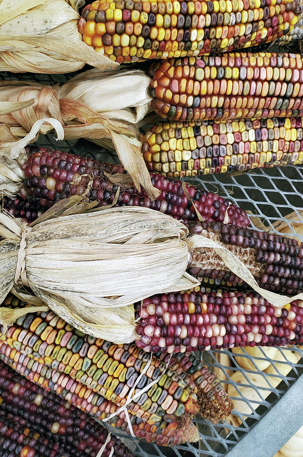 Colorful kernels #1 Photograph by Lois Tomaszewski