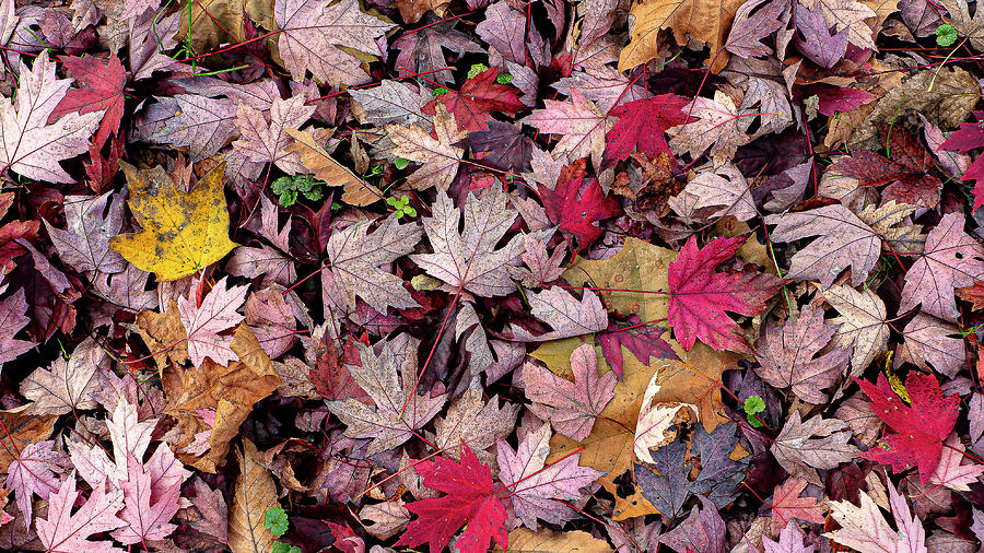 Colorful Leaves on the Ground #2 Photograph by David Morehead