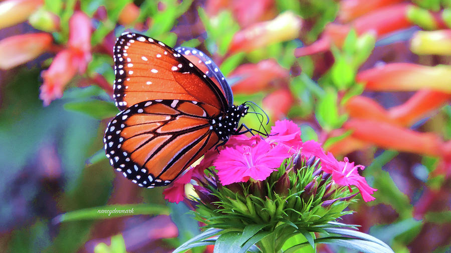 Colorful Queen Scene #1 Photograph by Nancy Denmark