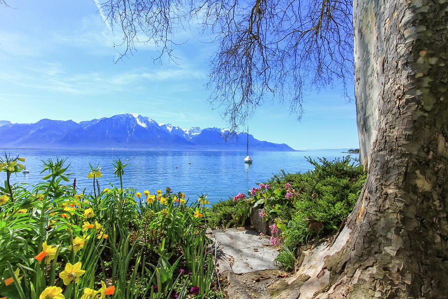 Colorful springtime flowers at Geneva lake and Alps mountains in #1 Photograph by Elenarts - Elena Duvernay photo