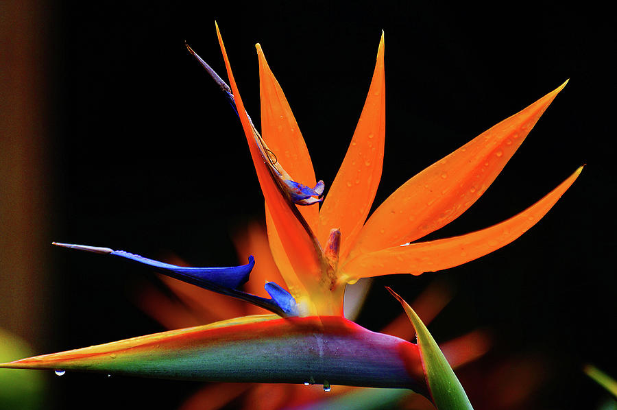 Flowers Still Life Photograph - Colors of Paradise #2 by Blair Wainman