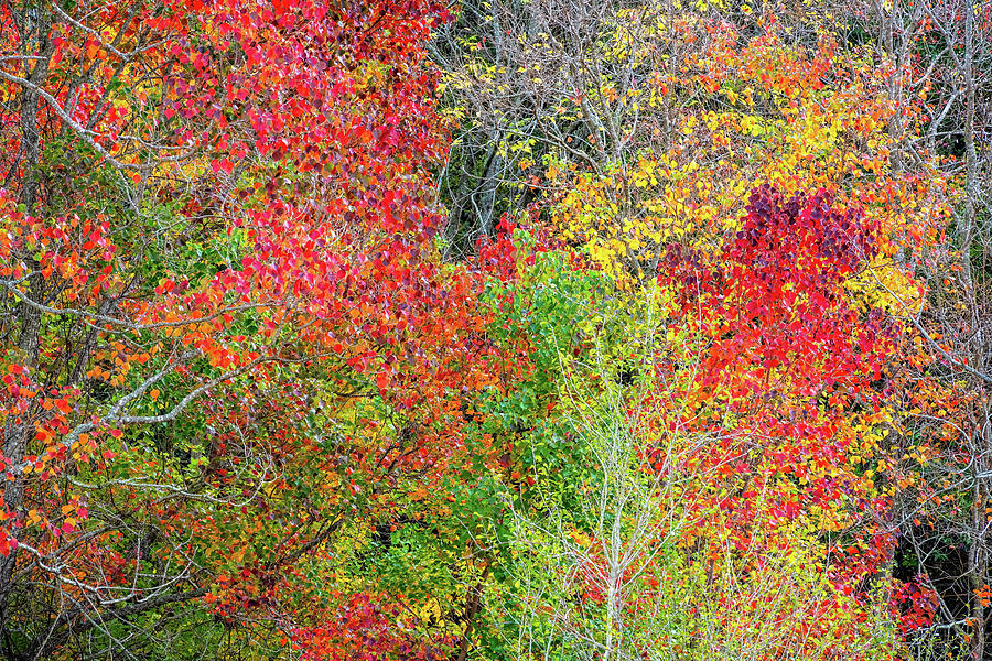 Colors of the Season #1 Photograph by Lynn Bauer