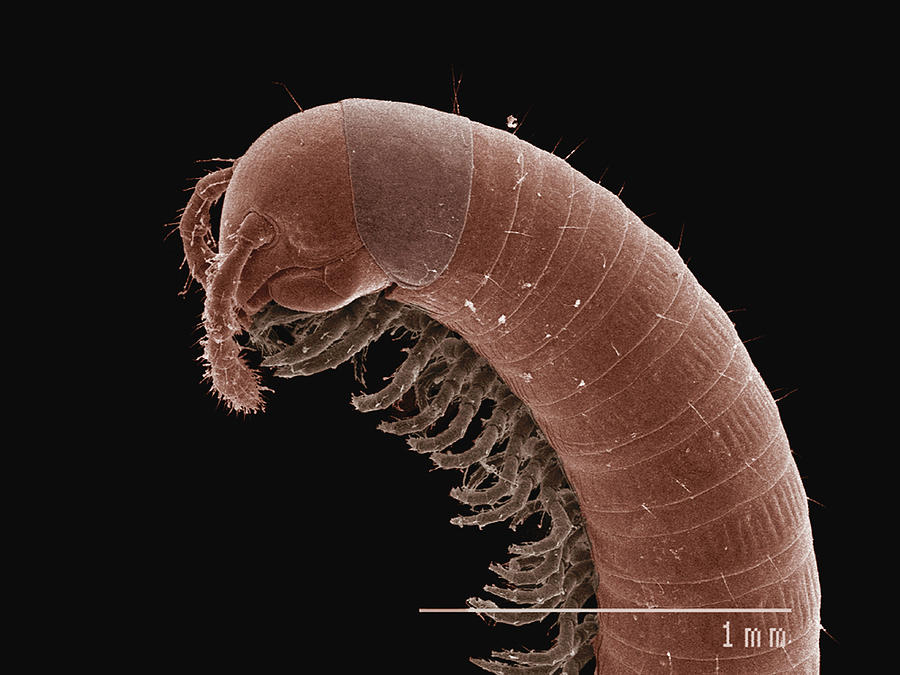 Coloured SEM of head of millipede #1 Photograph by Gregory S. Paulson