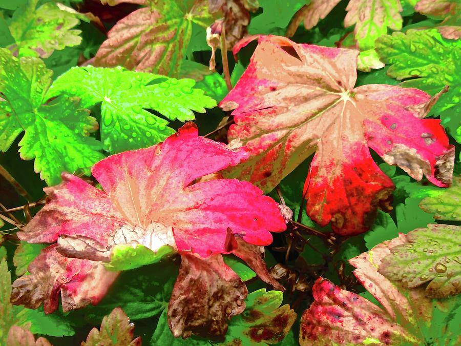 Colourful Leaves #1 Photograph by Stephanie Moore