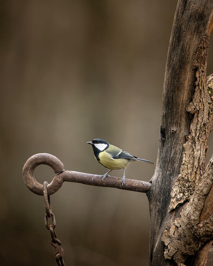 Colourful Vibrant Great Tit Bird Parus Major On Rusty Chain And Photograph