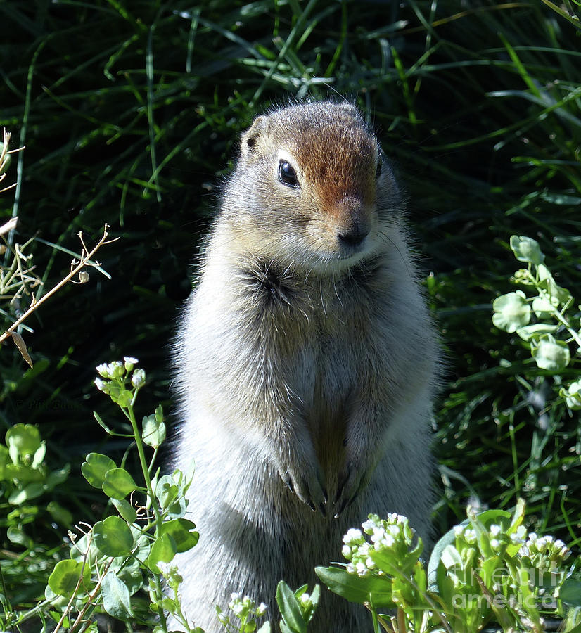 Columbian Ground Squirrel  Photograph by Phil Banks