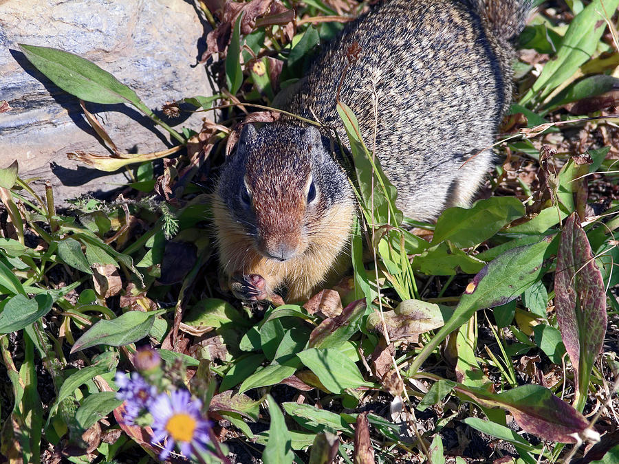 Columbian Ground Squirrel #1 Photograph by Sally Weigand