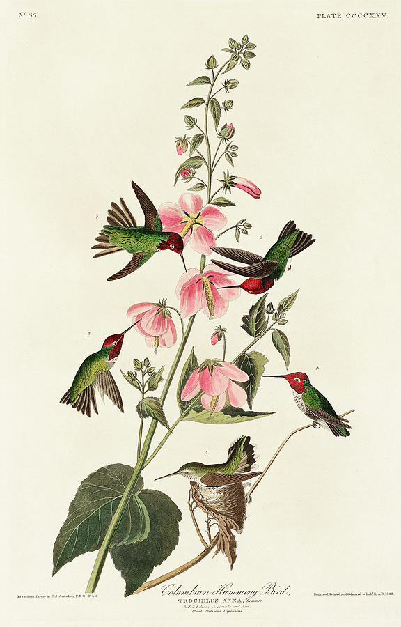 Audubon Birds Photograph - Columbian Humming Bird #1 by John James Audubon