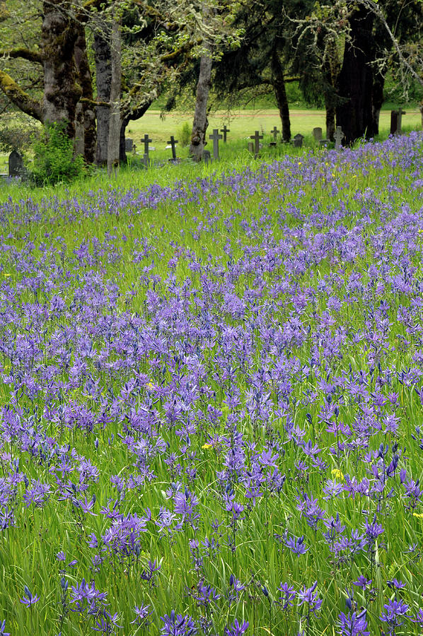 Common Camas Camassia quamash, Cowichan Valley, Vancouver Island, British Columbia #1 Photograph by Kevin Oke