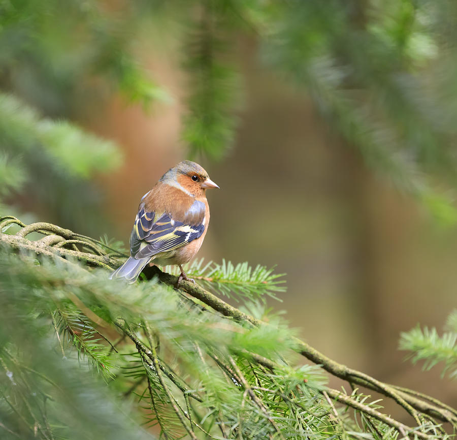 Common chaffinch, Fringilla coelebs #1 Photograph by Louise Heusinkveld