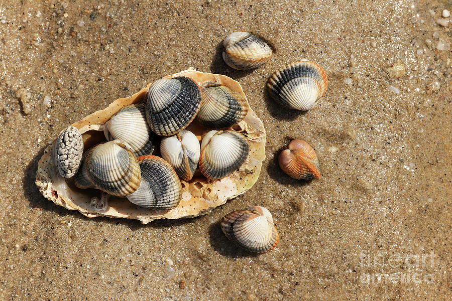 Common cockles on the sand - edible saltwater clams #1 Photograph by Michal Boubin