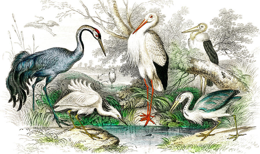 Vintage Drawing - Common Crane, White Stork, Gigantic Crane, Common Heron, and Little Egret  #1 by Oliver Goldsmith