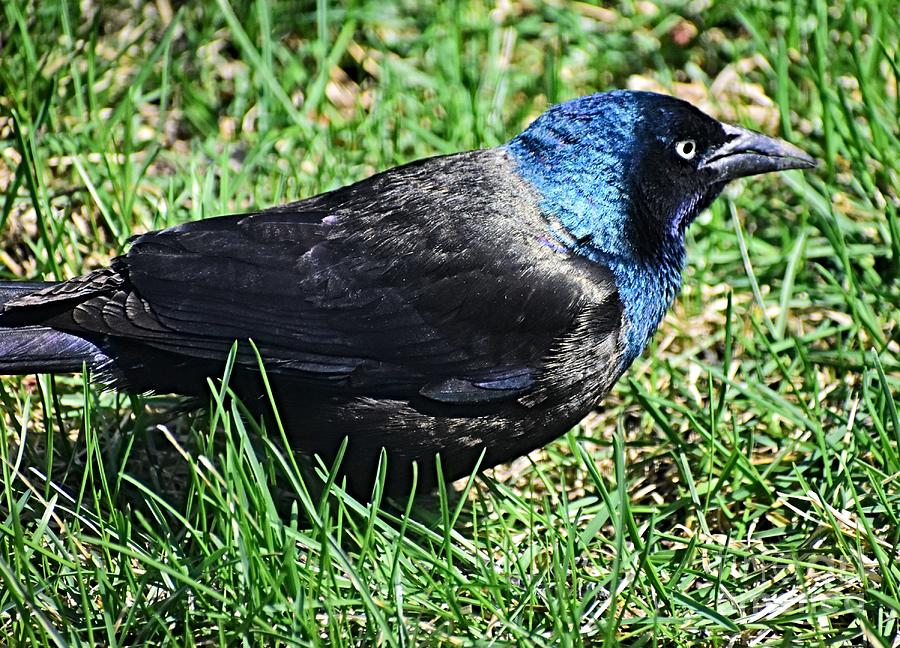 Common Grackle #1 Photograph by Kathy M Krause