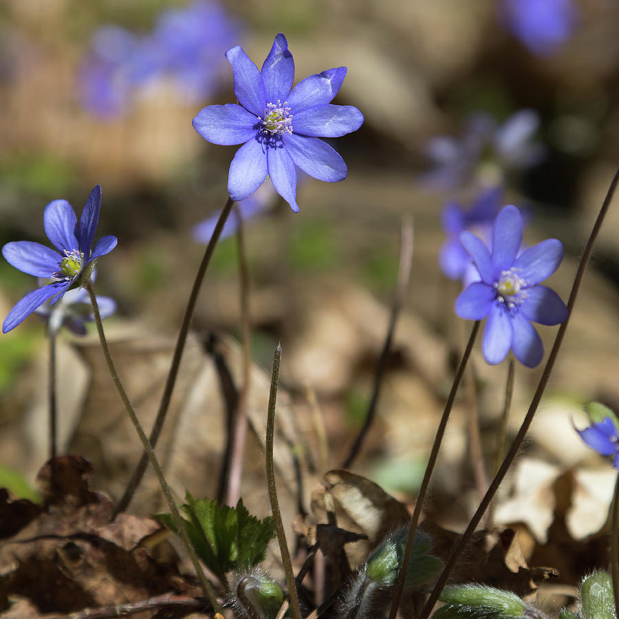 Common hepatica flowers Photograph by Radek Kucharski - Pixels