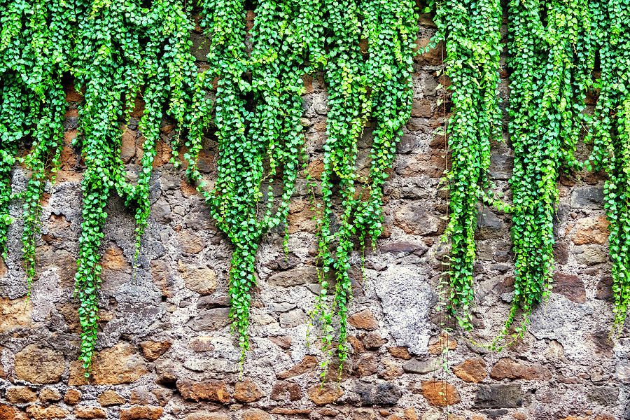 Common ivy #1 Photograph by Fabrizio Troiani