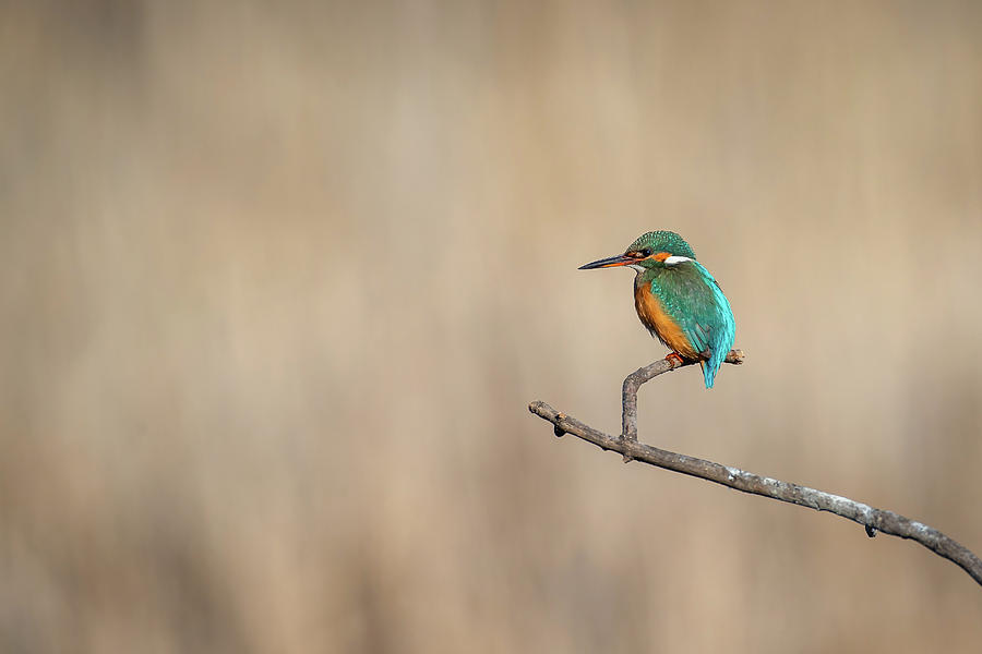 Common kingfisher - Alcedo atthis atthis #1 Photograph by Jivko Nakev