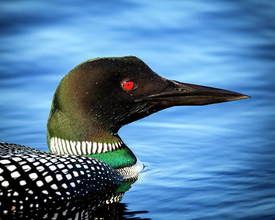 Loon Photograph - Common Loon by Al  Mueller