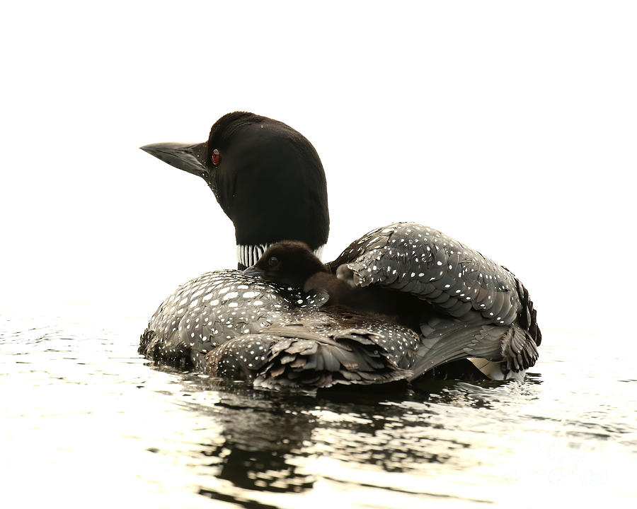 Common loon and her chick #1 Photograph by Heather King