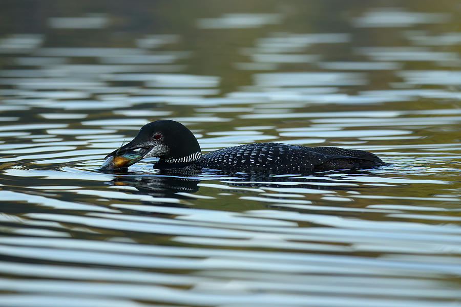 Common Loon #1 Photograph by Brook Burling