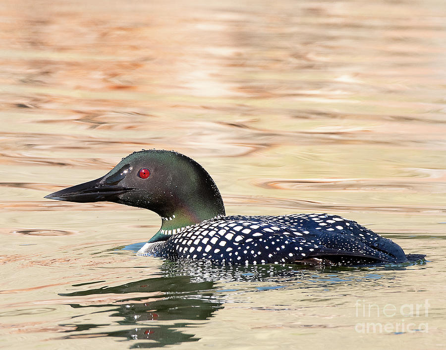 Common Loon #1 Photograph by Dennis Hammer