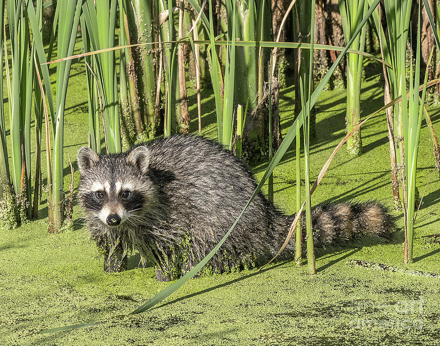 Common Raccoon #1 Photograph by Dennis Hammer