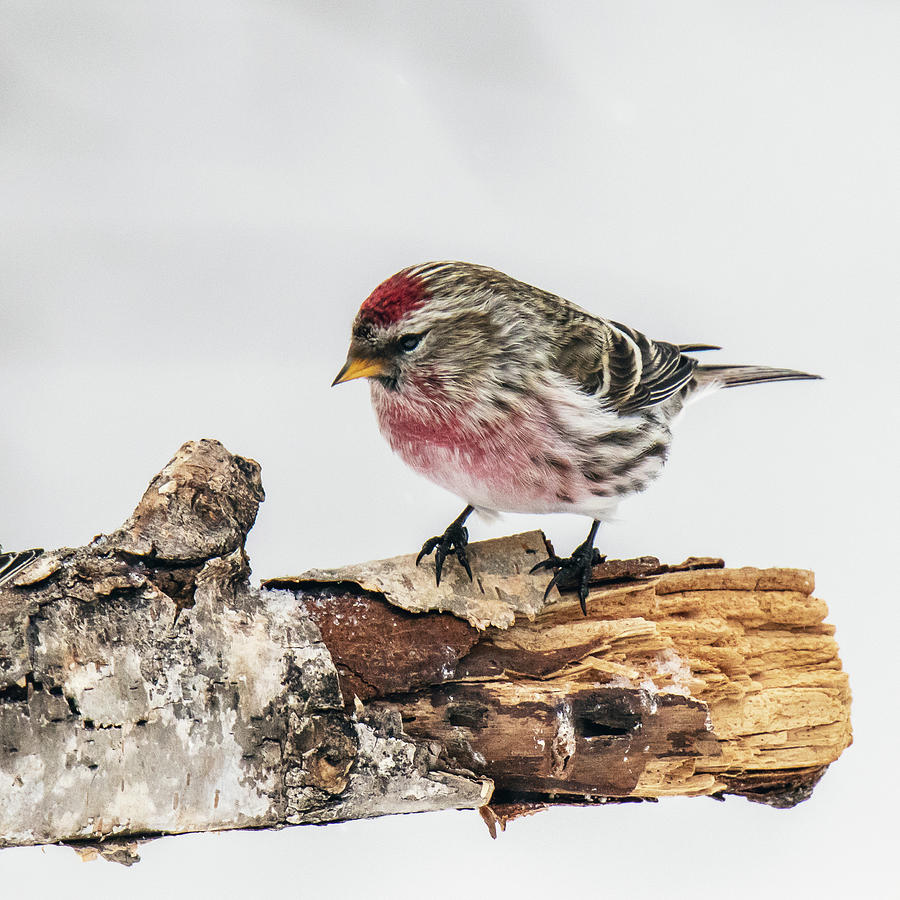 Common Redpoll #1 Photograph by John Rowe