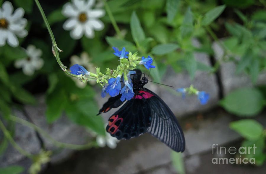 Common Rose Butterfly #1 Photograph by Michelle Meenawong