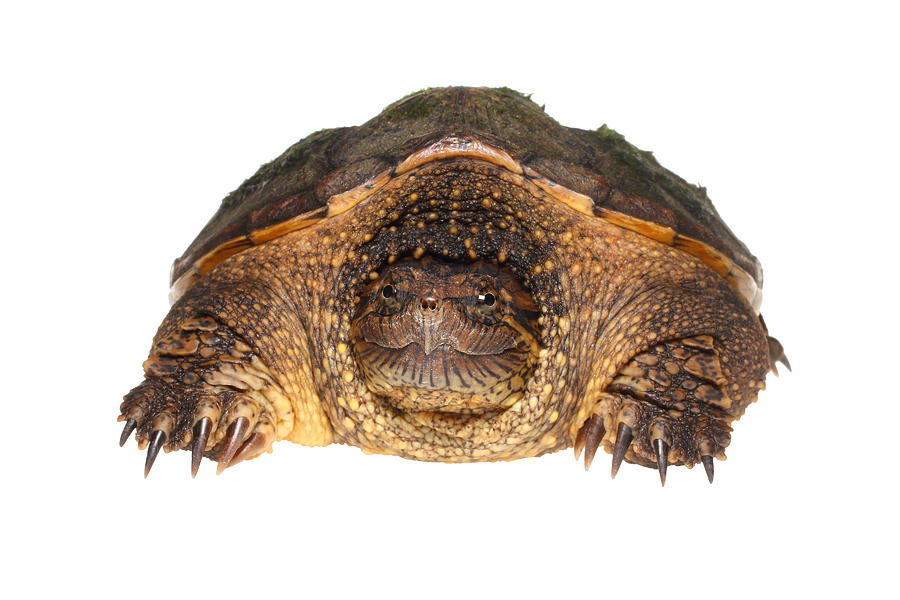 Common Snapping Turtle, White Background #1 Photograph by Michael ...