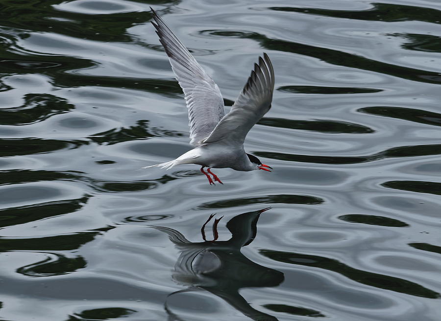 Common Tern #1 Photograph by Jeff Townsend