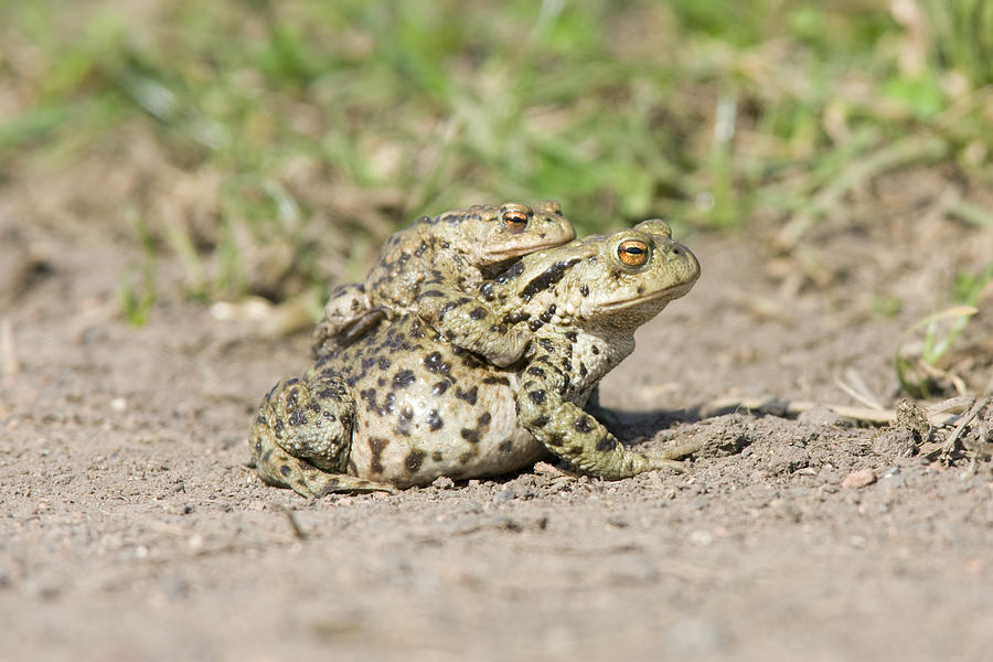 Common Toad (Bufo bufo) #1 Photograph by Andrew Howe