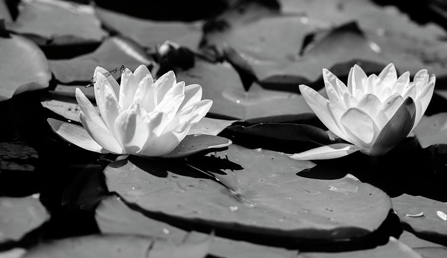 Common Water Lily floating on water #1 Photograph by Panoramic Images