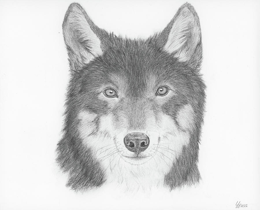 drawing of wolves in the wild