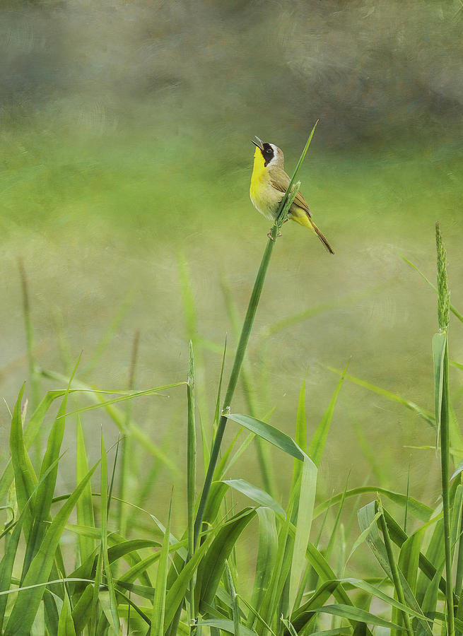 Common Yellowthroat #1 Photograph by Angie Vogel