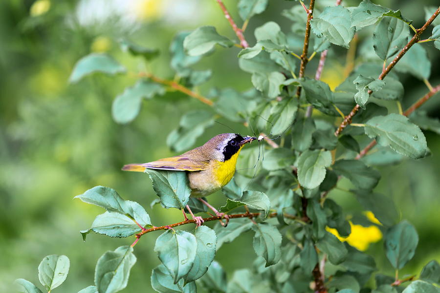 Common Yellowthroat. #1 Photograph by Dopeyden
