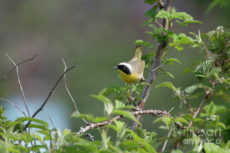 Common Yellowthroat #2 Photograph by Kristine Anderson