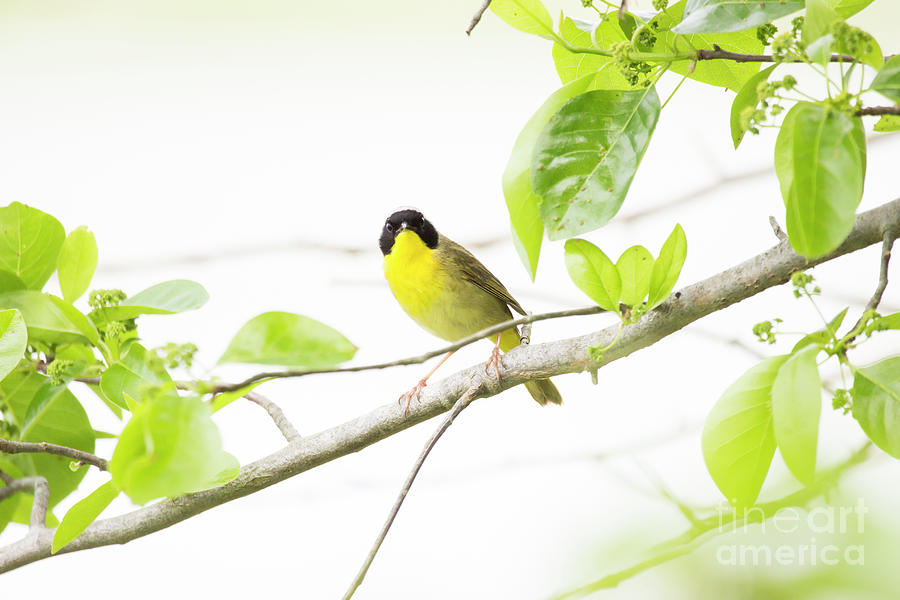 Common Yellowthroat Warbler Series 2 Photograph by Jeannette Hunt