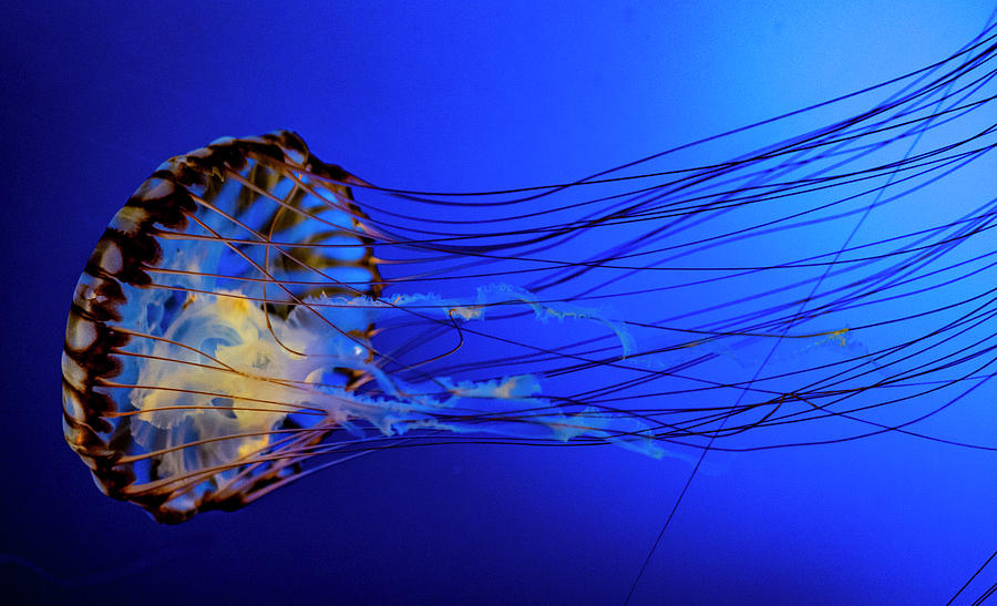 Compass Photograph - Compass Jellyfish by Jeremy Rickman