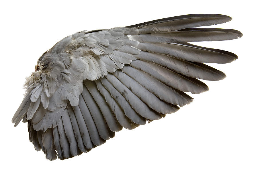 Complete wing of grey bird isolated on white #1 Photograph by Grafissimo