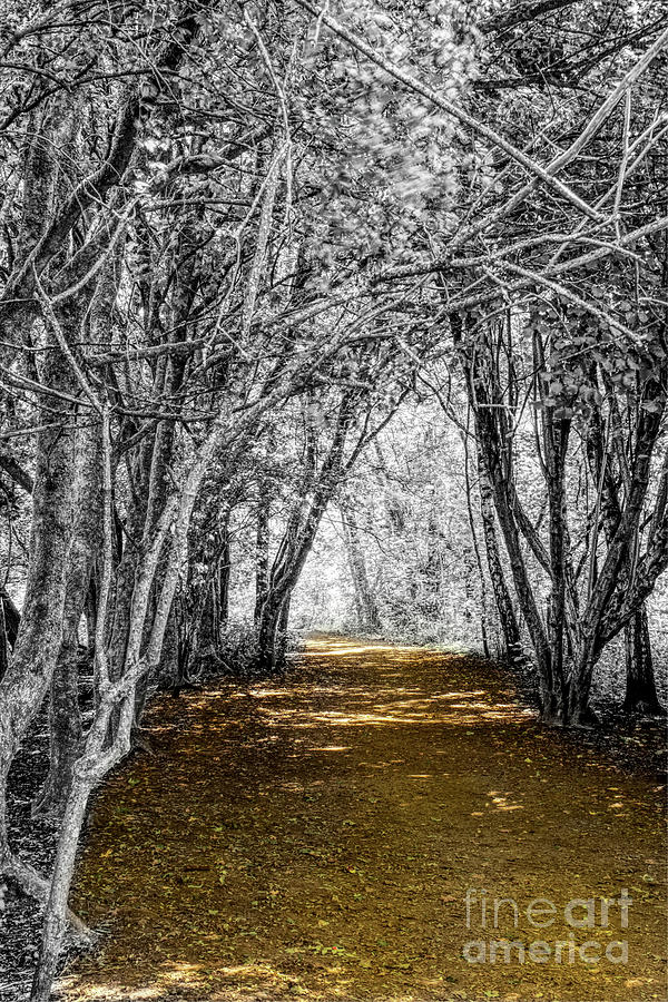 Composite of a tree-lined path #1 Photograph by Pics By Tony