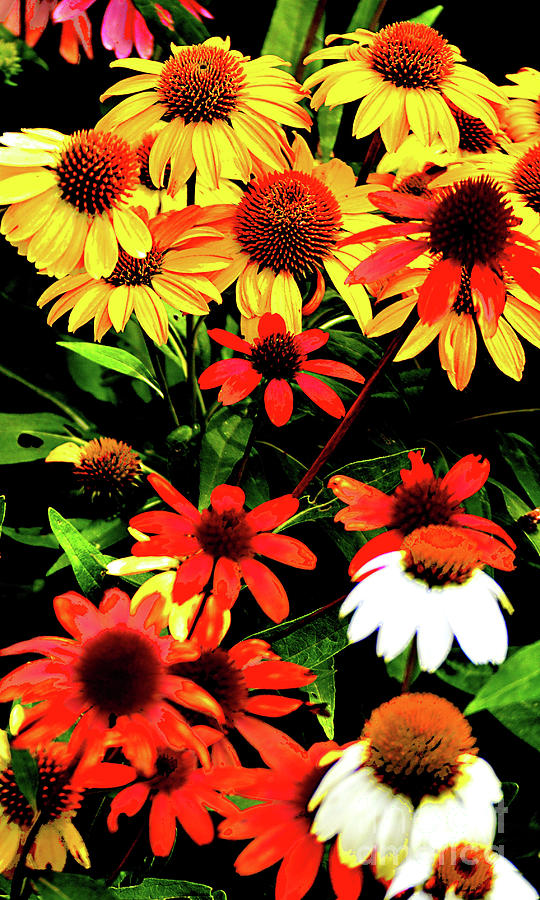 Cone Flowers #1 Photograph by Robert Suggs
