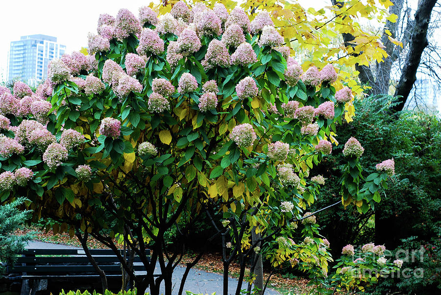 Cone Hydrangeas #1 Photograph by Ee Photography