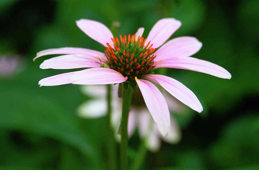 Nature Photograph - Coneflower #1 by Lynne Jenkins