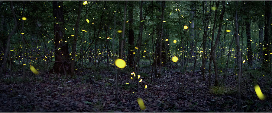 Congaree Fireflies Photograph by Tracy Martin - Fine Art America