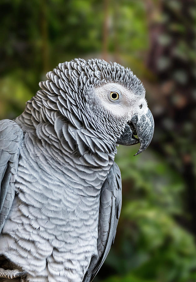 Congo Grey Parrot #1 Photograph by Arterra Picture Library