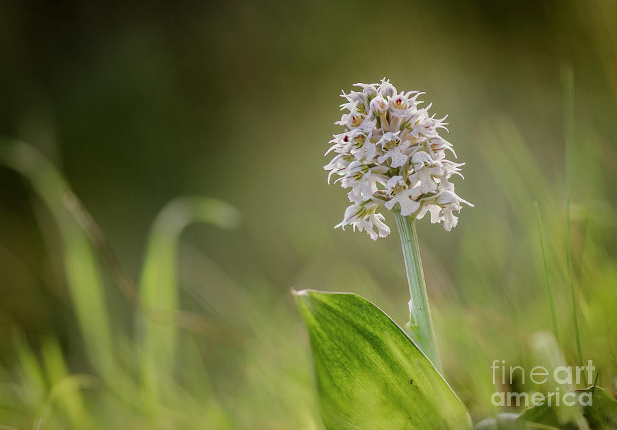 Conical orchid, Orchis conica, wild orchid in spring meadow, Andalusia, Southern Spain  #1 Photograph by Perry Van Munster