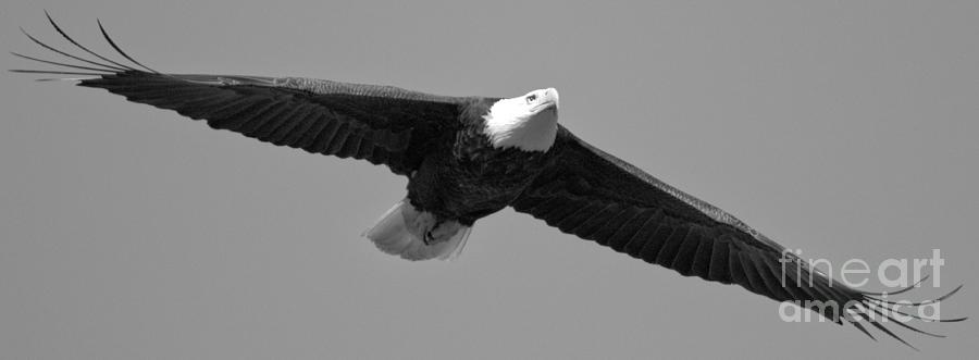 Conowingo Dam Eagle In Flight 2023 Black And White Photograph by Adam Jewell