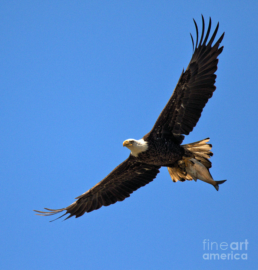 Conowingo Bald Eagle With A Fresh Catch Photograph by Adam Jewell