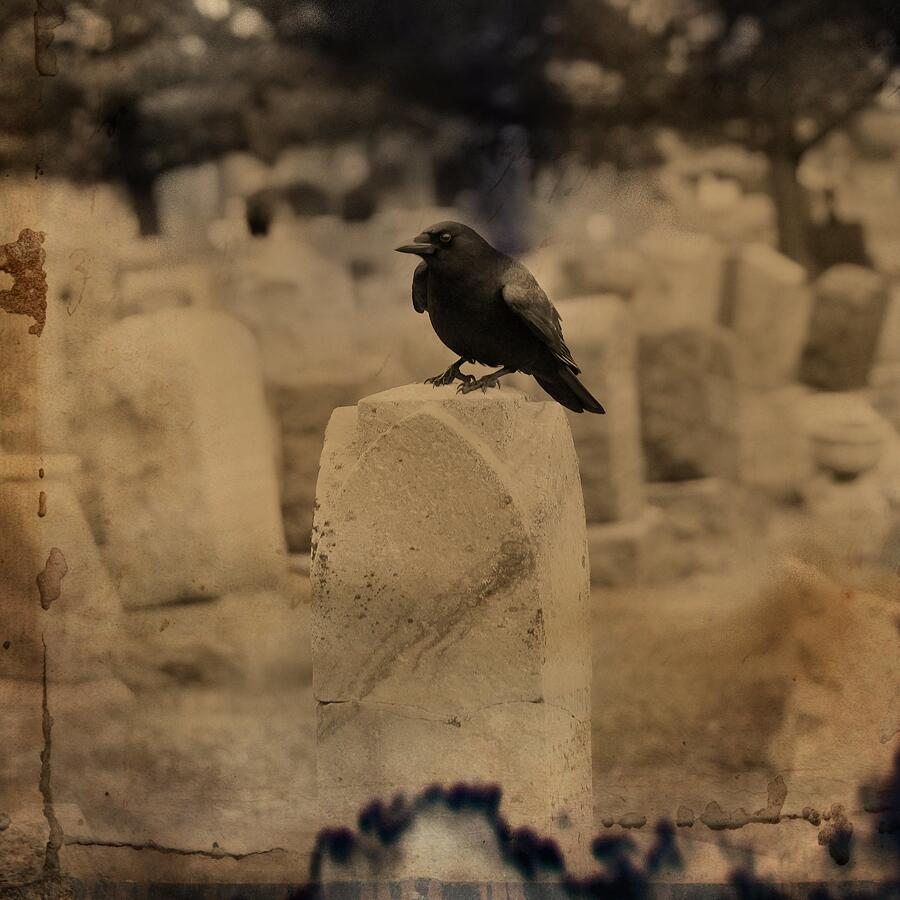 Contented Graveyard Crow Photograph by Gothicrow Images - Fine Art America