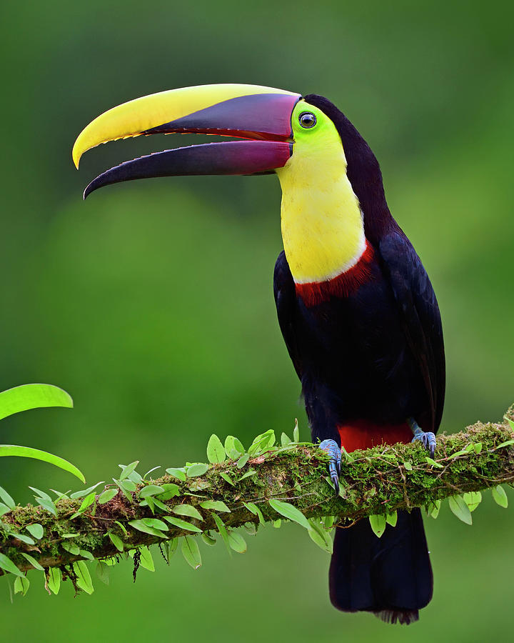 Toucan Photograph - Conversation #2 by Tony Beck