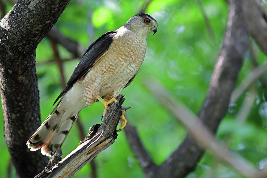 Coopers Hawk #1 Photograph by Asbed Iskedjian